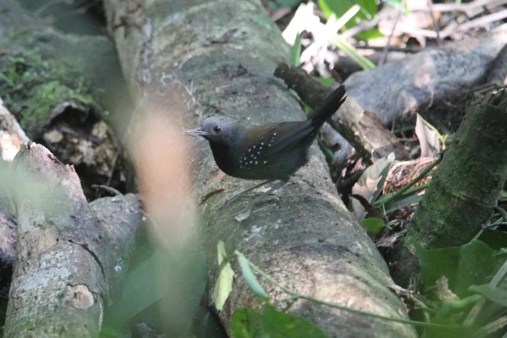 黑喉蚁鸟（Myrmophylax atrothorax）