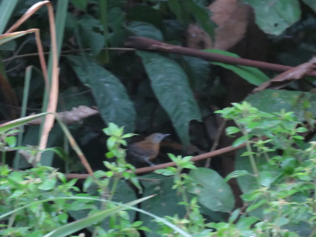 黑喉蚁鸟（Myrmophylax atrothorax）