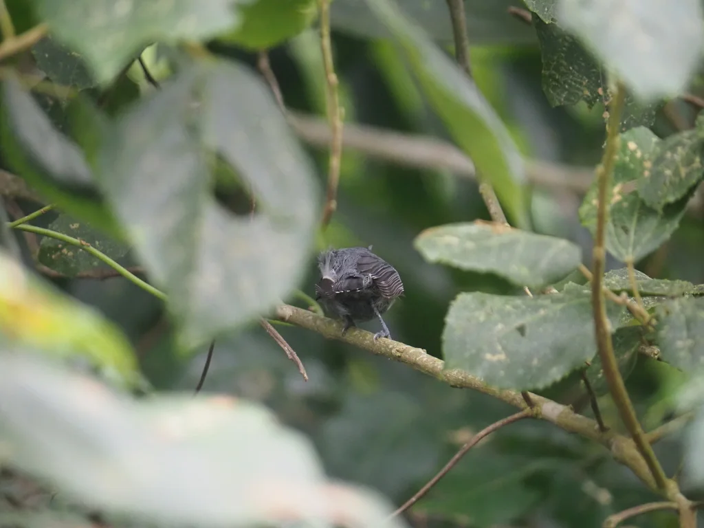白胁蚁鹩（Myrmotherula axillaris）