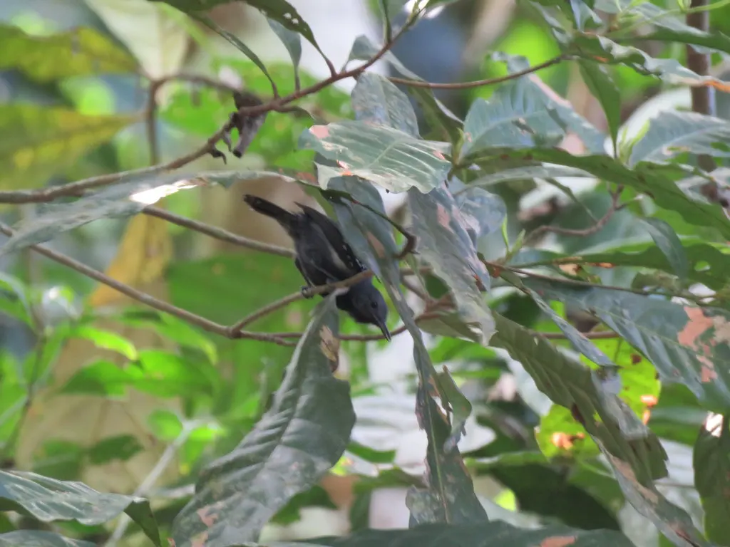 白胁蚁鹩（Myrmotherula axillaris）