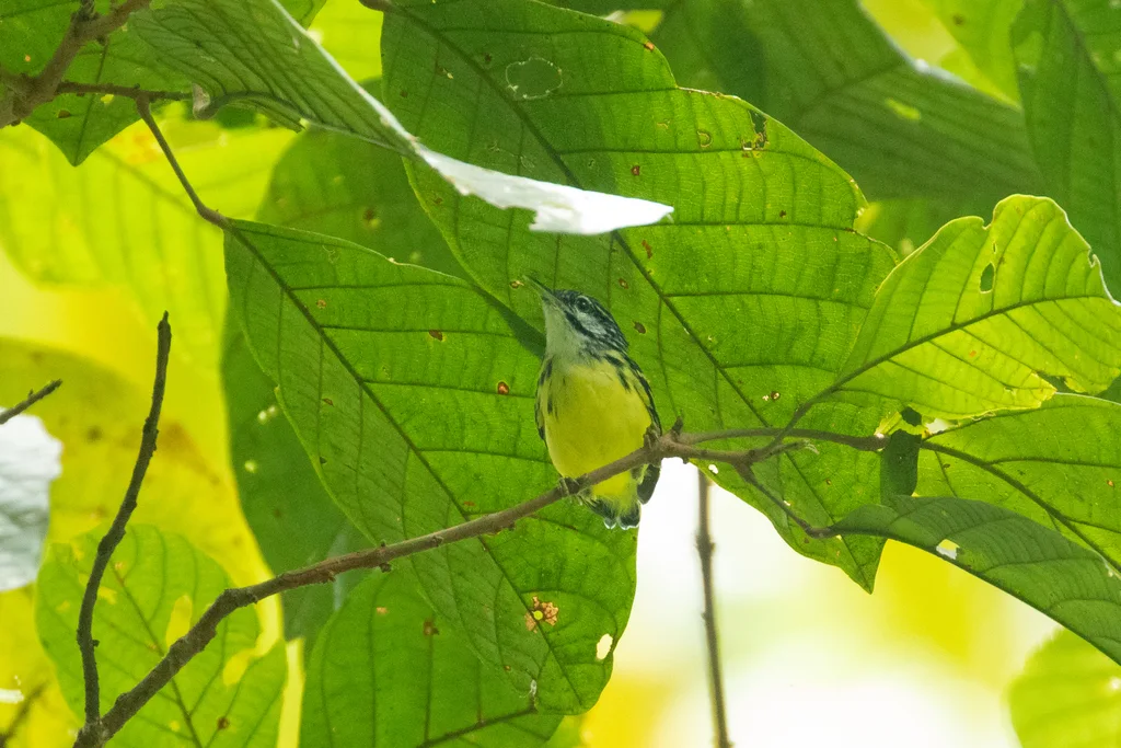 姬蚁鹩(Myrmotherula brachyura)