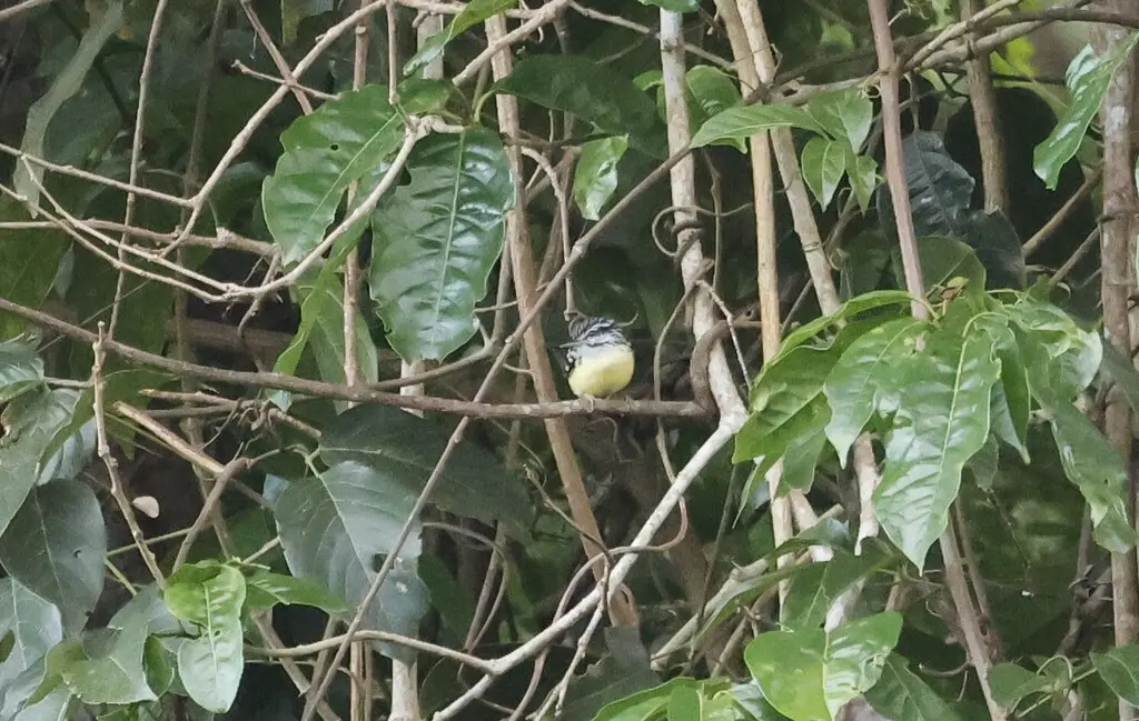 姬蚁鹩(Myrmotherula brachyura)