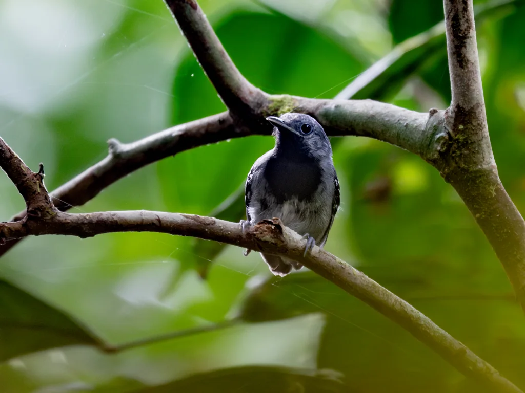 亚马孙蚁鹩(Myrmotherula iheringi)