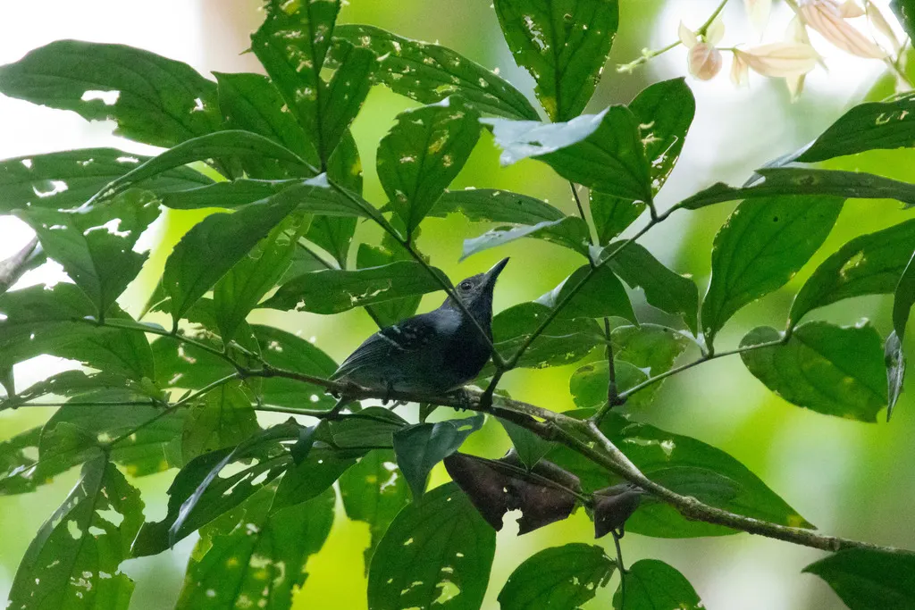 长翅蚁鹩（Myrmotherula longipennis）