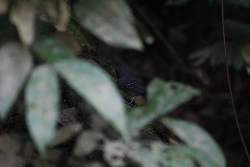 长翅蚁鹩（Myrmotherula longipennis）