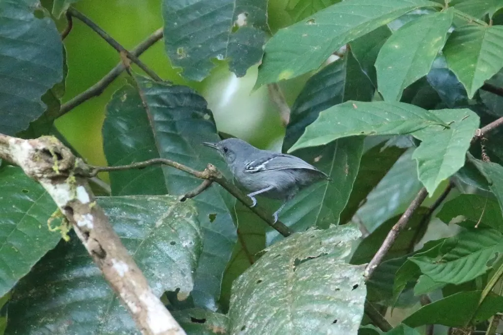 灰蚁鹩（Myrmotherula menetriesii）