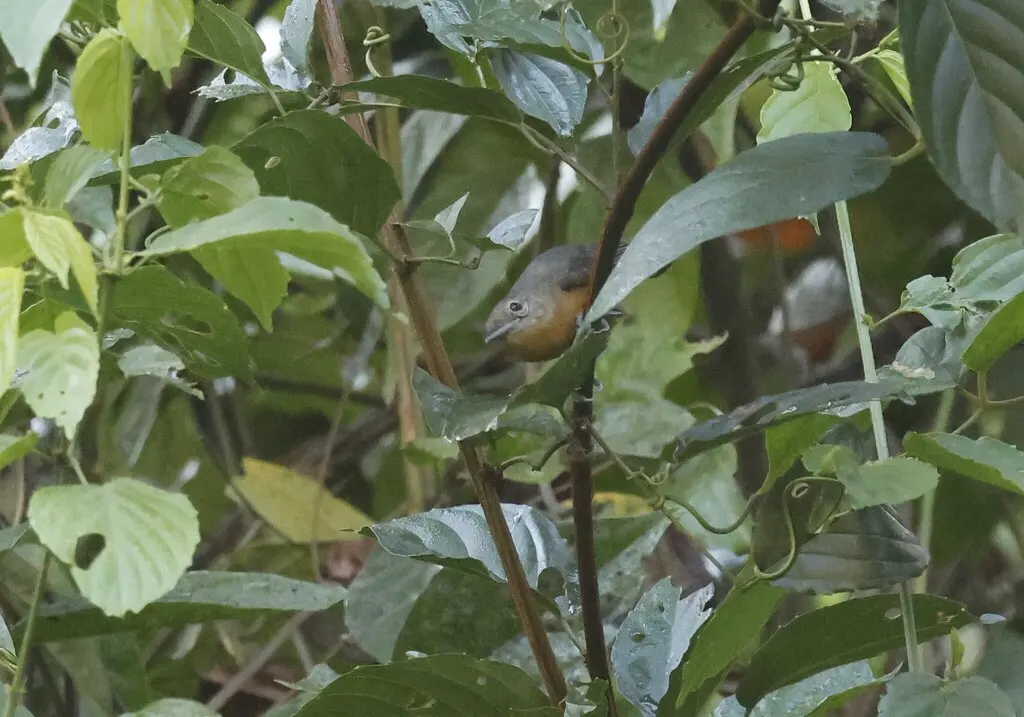 灰蚁鹩（Myrmotherula menetriesii）