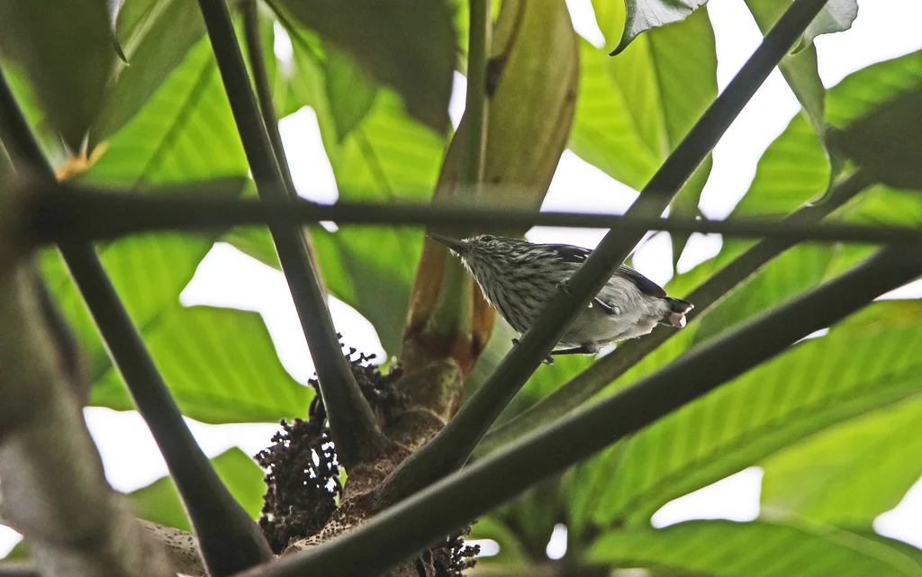 太平洋纵纹蚁鹩(Myrmotherula pacifica)