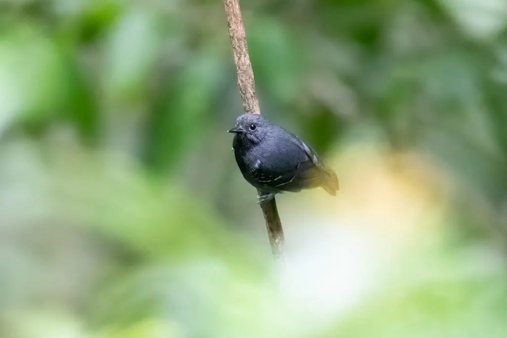 蓝灰蚁鹩(Myrmotherula schisticolor)