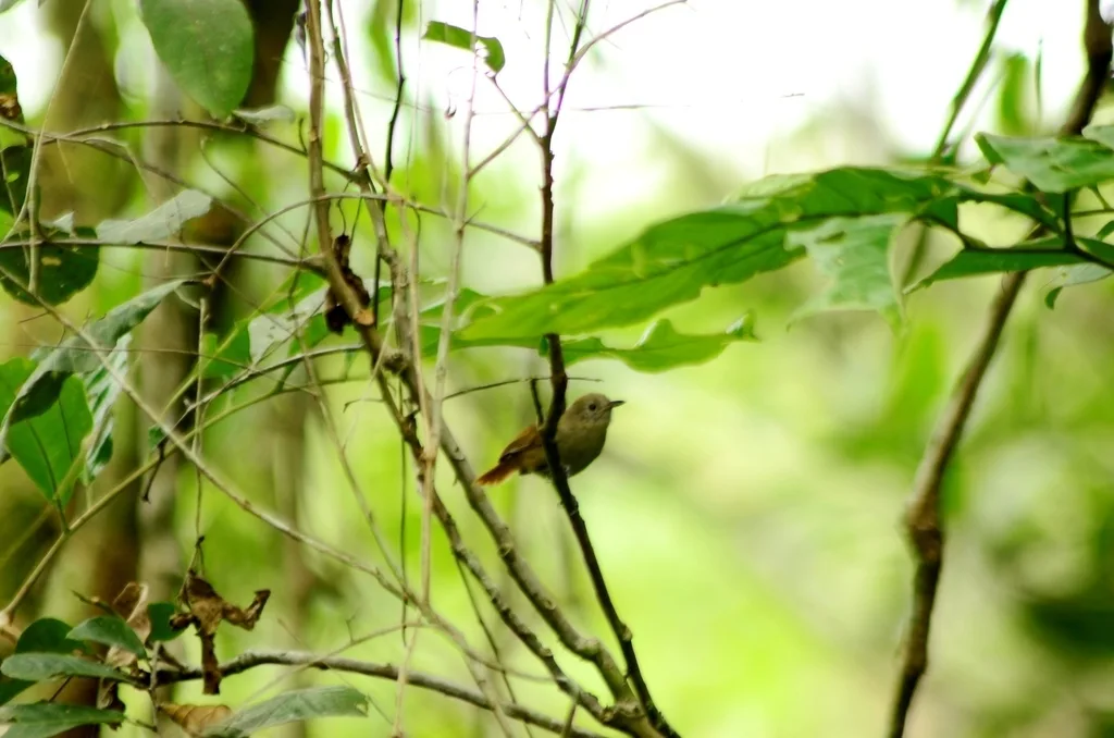 纯色蚁鹩（Myrmotherula unicolor）