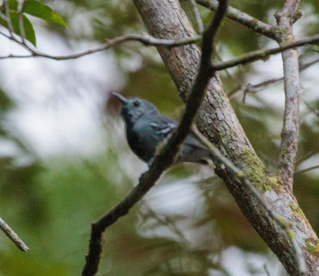 斑尾蚁鹩(Myrmotherula urosticta)