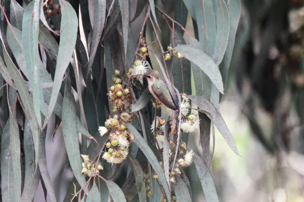 紫领蜂鸟(Myrtis fanny)