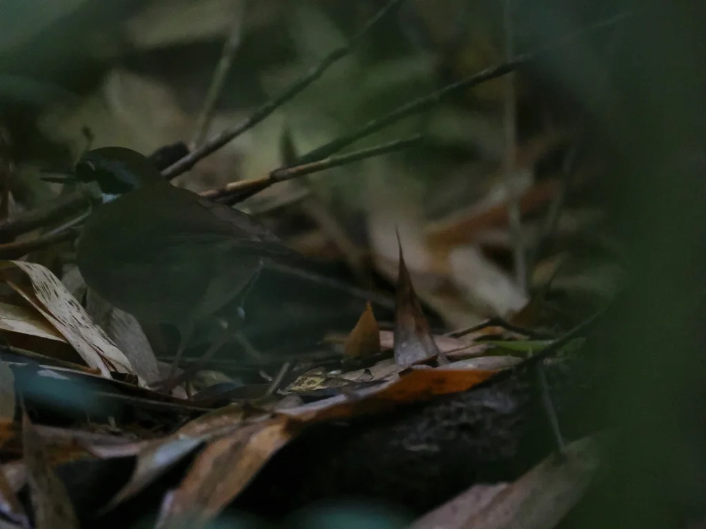 克氏须鹛(Mystacornis crossleyi)