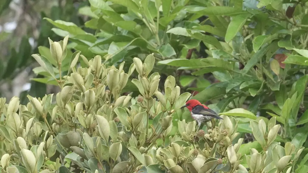 新喀摄蜜鸟(Myzomela caledonica)