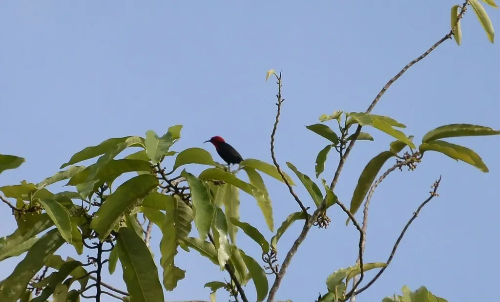 深红摄蜜鸟(Myzomela cardinalis)
