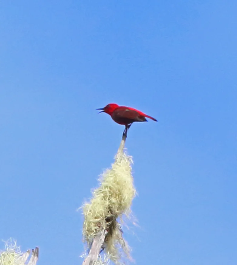 红摄蜜鸟(Myzomela cruentata)