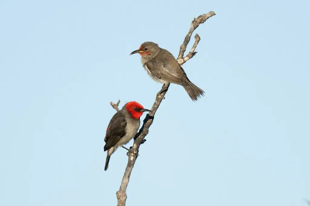 红头摄蜜鸟(Myzomela erythrocephala)