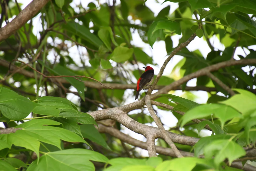 红头摄蜜鸟(Myzomela erythrocephala)