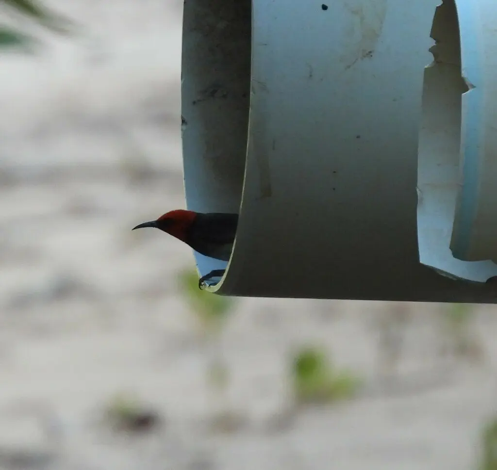 红头摄蜜鸟(Myzomela erythrocephala)