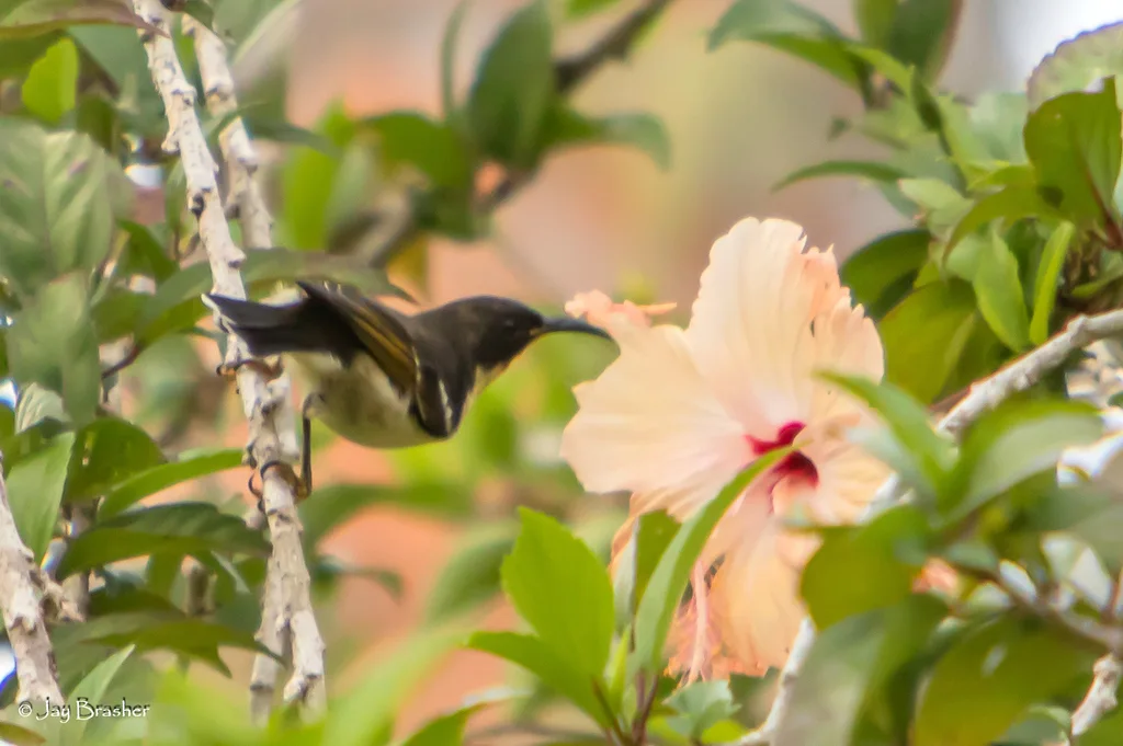 橙胸摄蜜鸟(Myzomela jugularis)