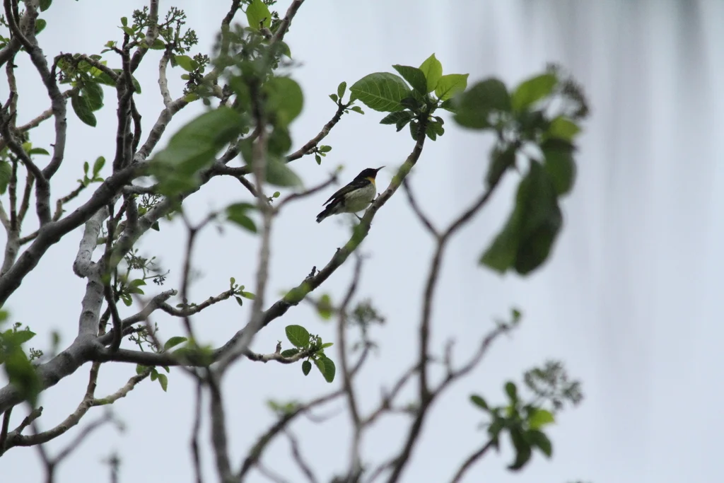 橙胸摄蜜鸟(Myzomela jugularis)