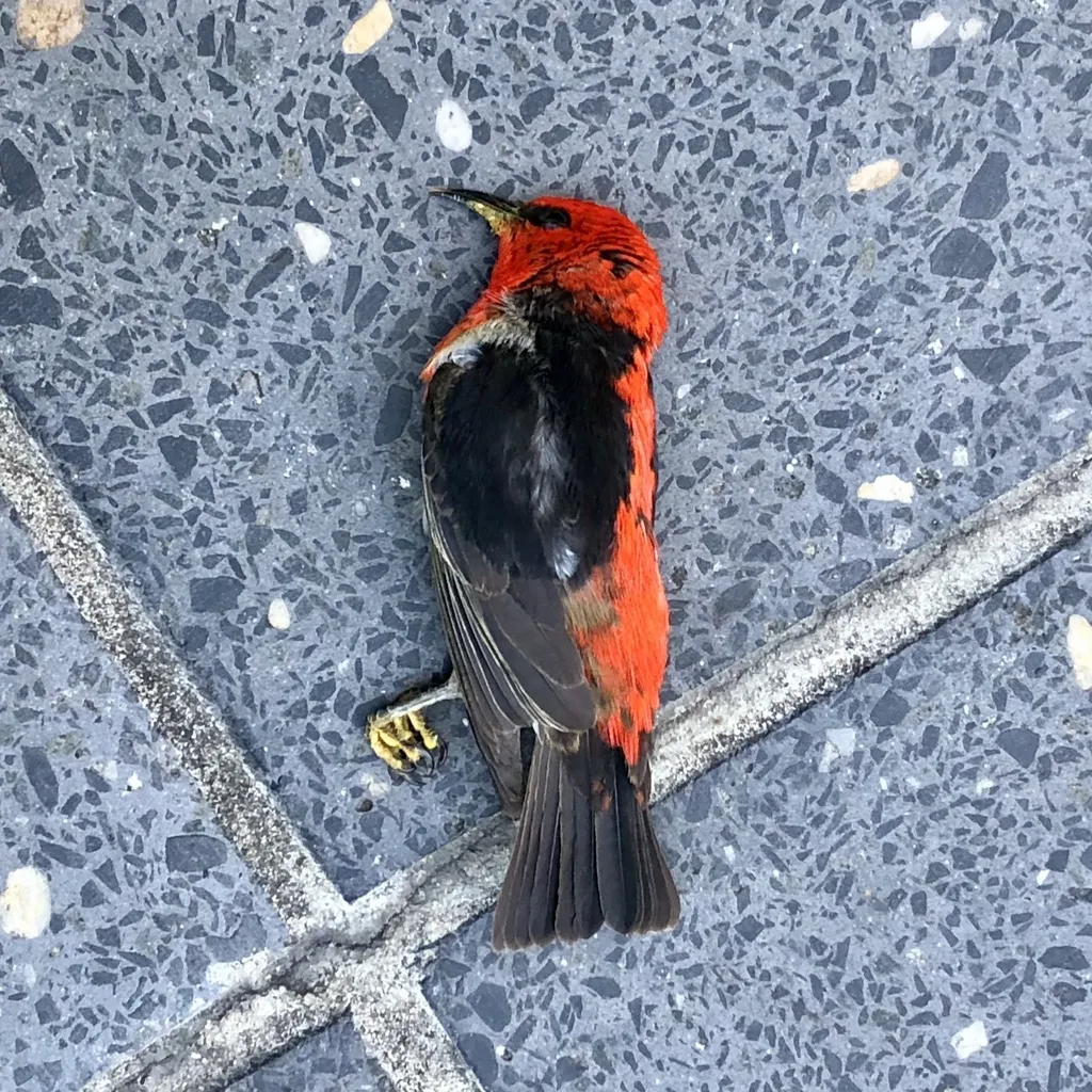 绯红摄蜜鸟（Myzomela sanguinolenta）