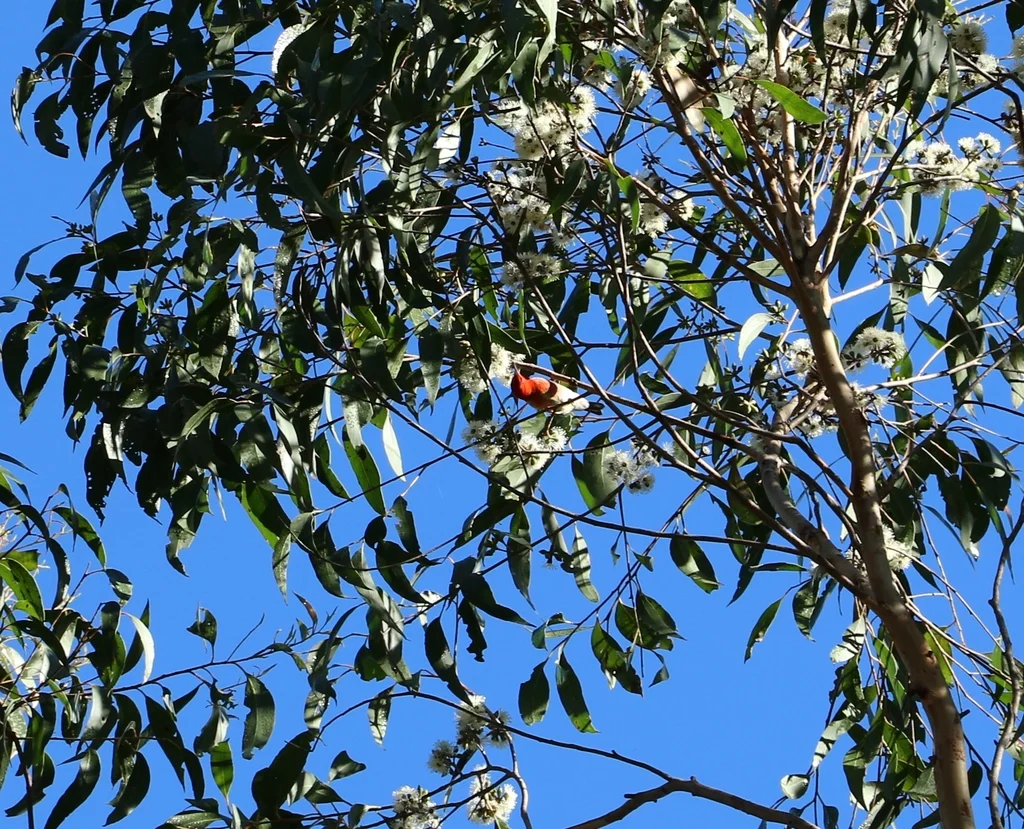 绯红摄蜜鸟（Myzomela sanguinolenta）