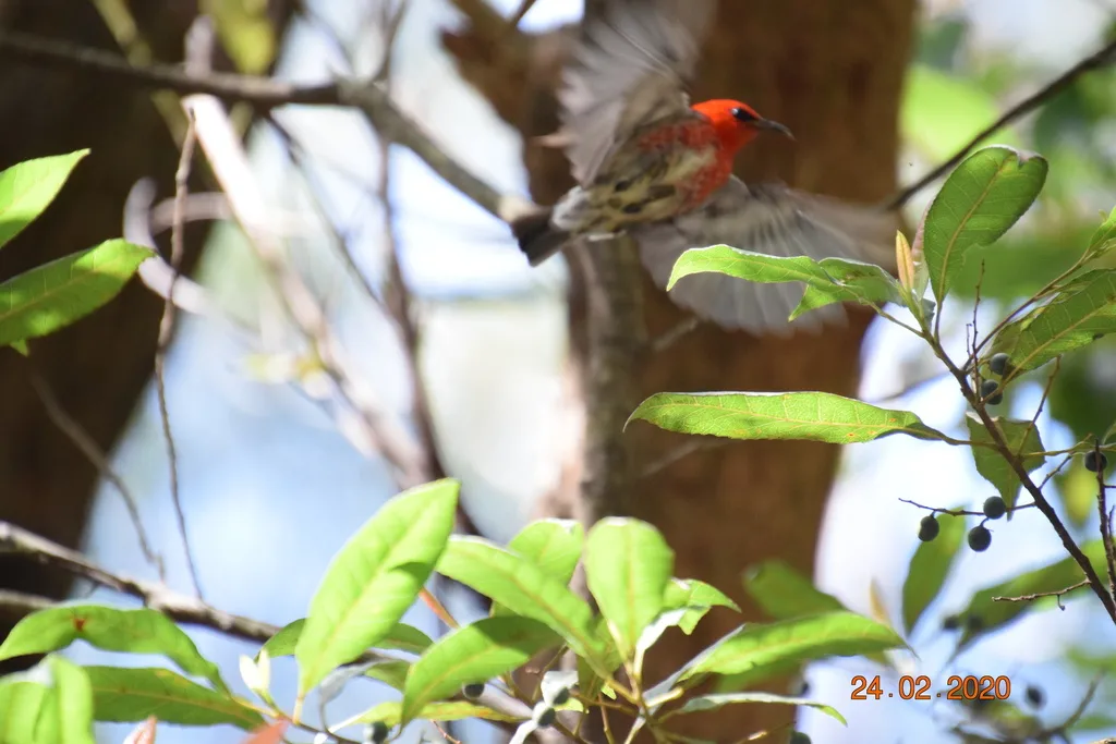 绯红摄蜜鸟（Myzomela sanguinolenta）