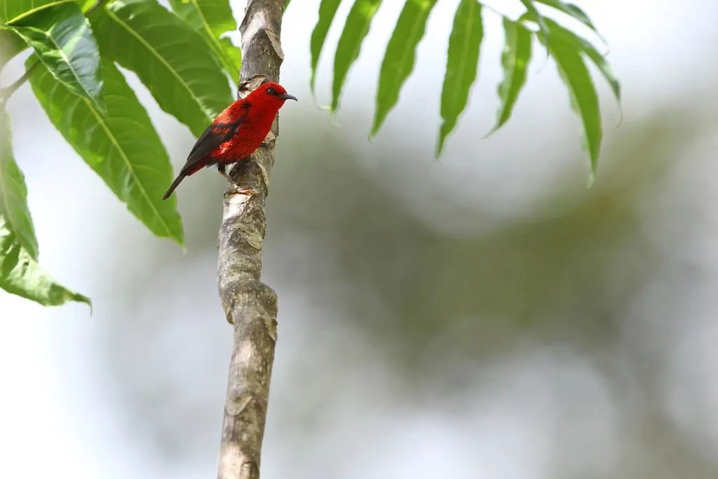 摩鹿加摄蜜鸟（Myzomela wakoloensis）