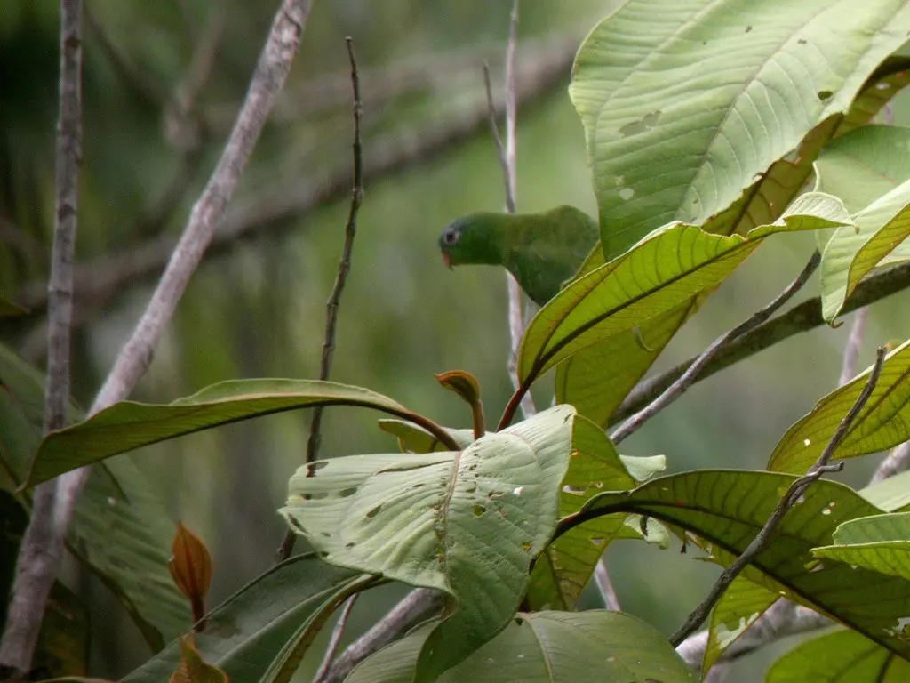 亚马孙鹦哥(Nannopsittaca dachilleae)