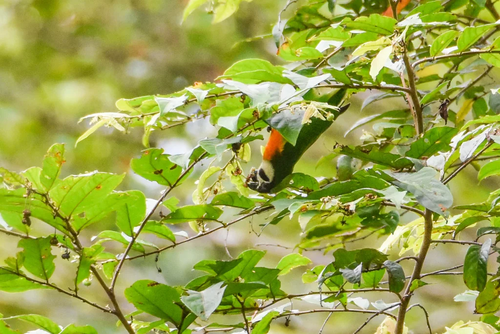暗颊果鹦鹉（Nannopsittacus melanogenia）