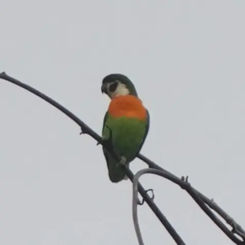 暗颊果鹦鹉（Nannopsittacus melanogenia）