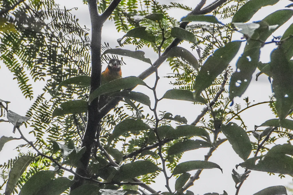 暗颊果鹦鹉（Nannopsittacus melanogenia）