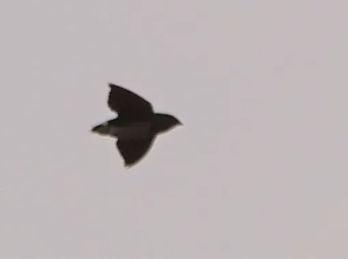 白腹针尾雨燕(Neafrapus cassini)