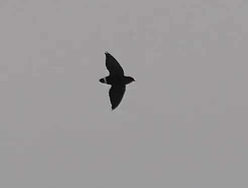 白腹针尾雨燕(Neafrapus cassini)