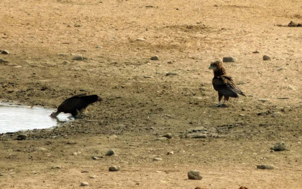 斗篷兀鹫(Necrosyrtes monachus)