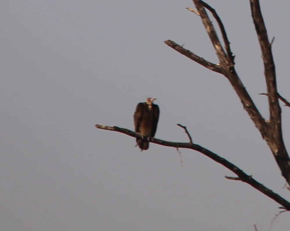 斗篷兀鹫(Necrosyrtes monachus)