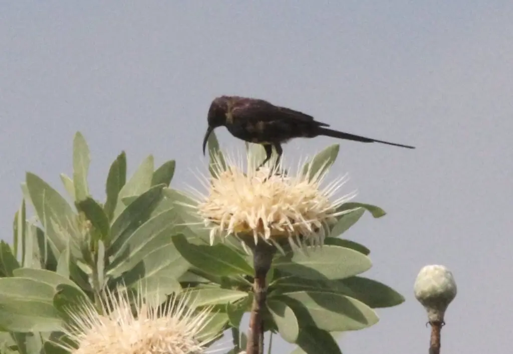 包氏花蜜鸟(Nectarinia bocagii)