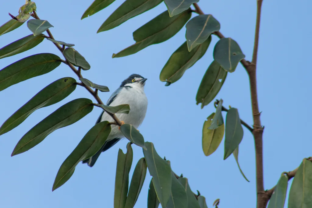 黑顶唐纳雀(Nemosia pileata)