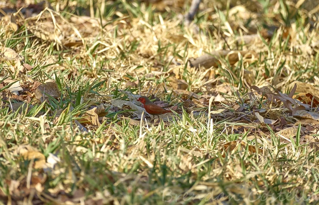 赤胸星雀(Neochmia phaeton)