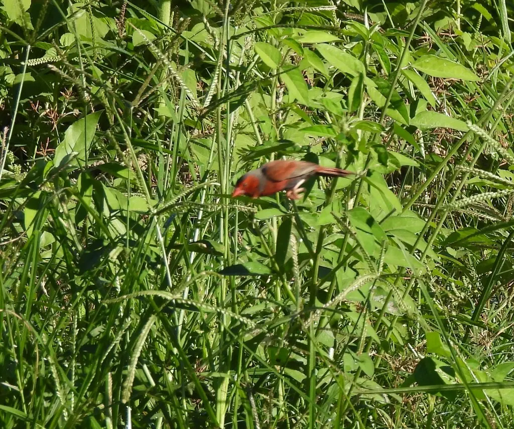 赤胸星雀(Neochmia phaeton)