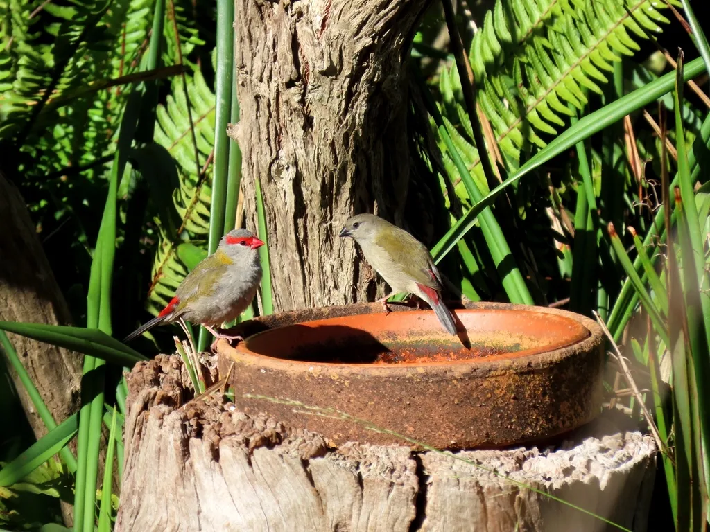 红眉火尾雀（Neochmia temporalis）