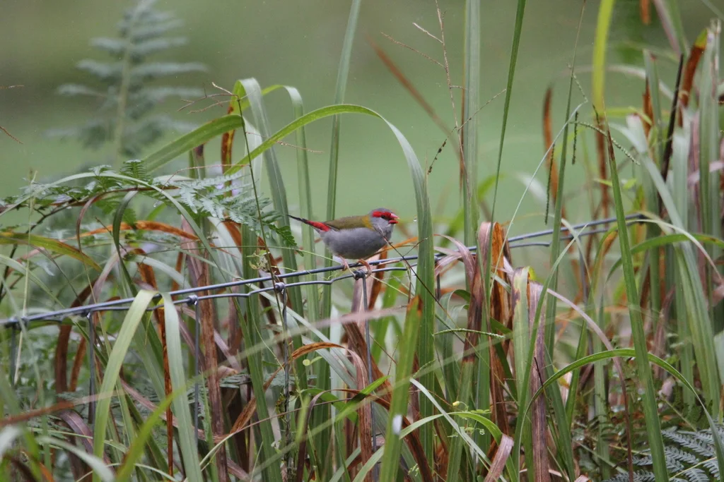 红眉火尾雀（Neochmia temporalis）
