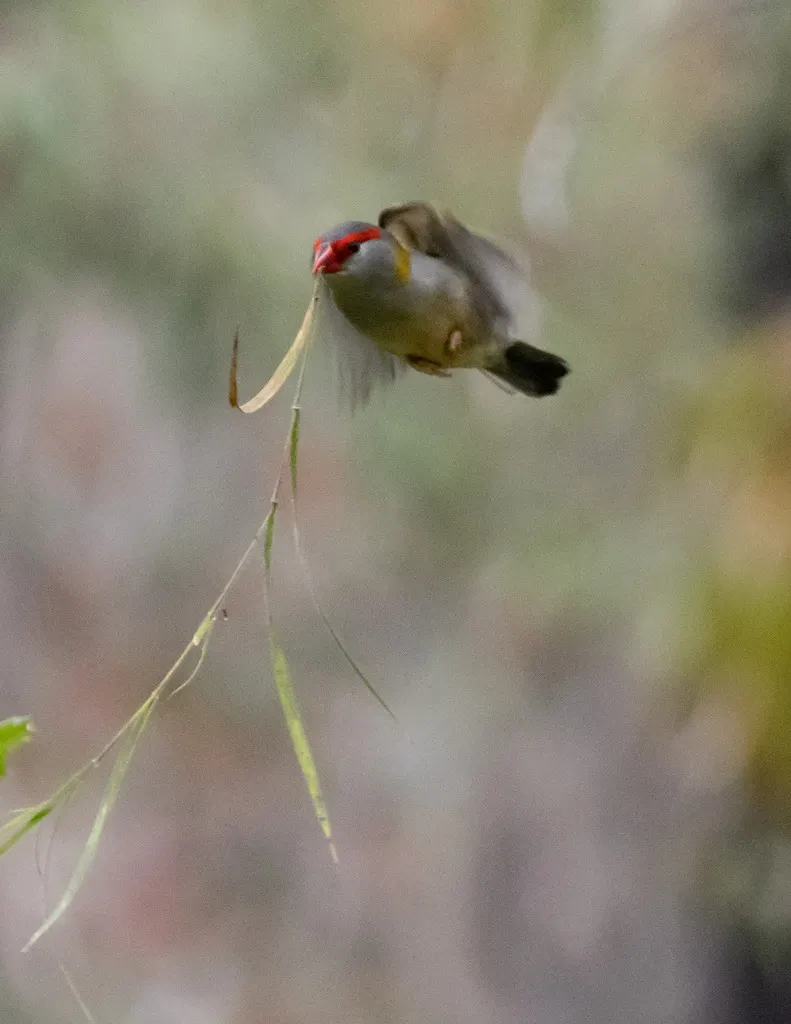 红眉火尾雀（Neochmia temporalis）