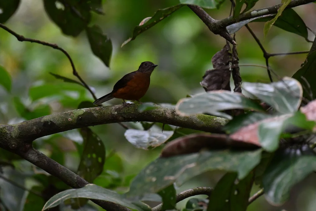 白尾蚁鸫(Neocossyphus poensis)