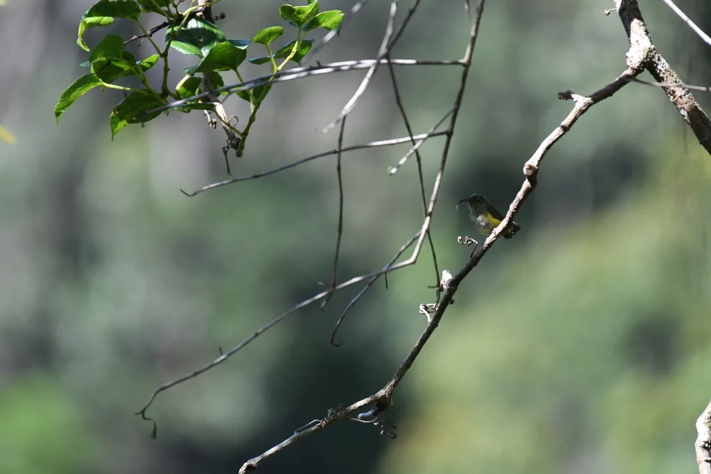 弯嘴裸眉鸫(Neodrepanis coruscans)