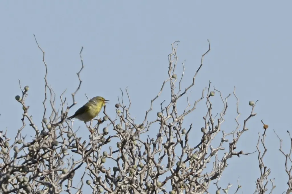 北杂鹛(Neomixis tenella)