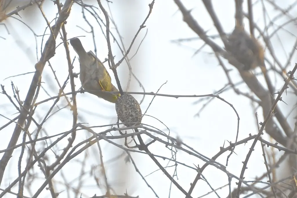 北杂鹛(Neomixis tenella)