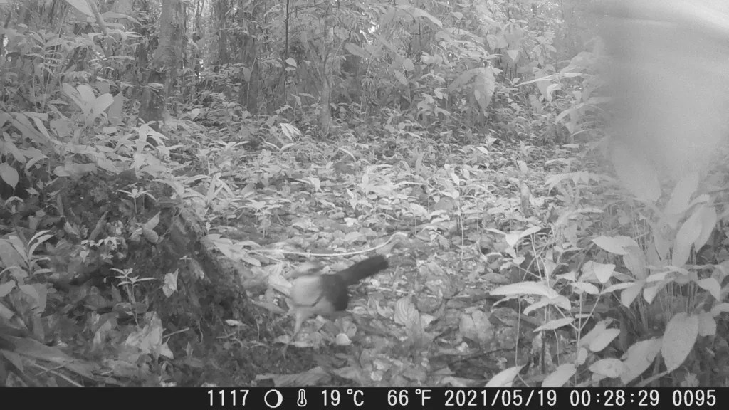 棕腹鸡鹃(Neomorphus geoffroyi)