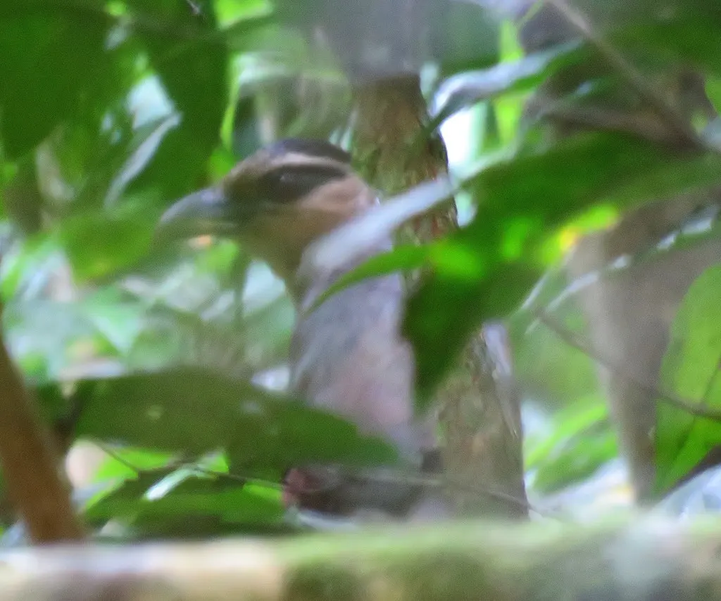 鳞鸡鹃(Neomorphus squamiger)